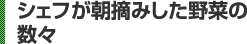 シェフが朝摘みした野菜の数々
