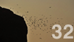 32