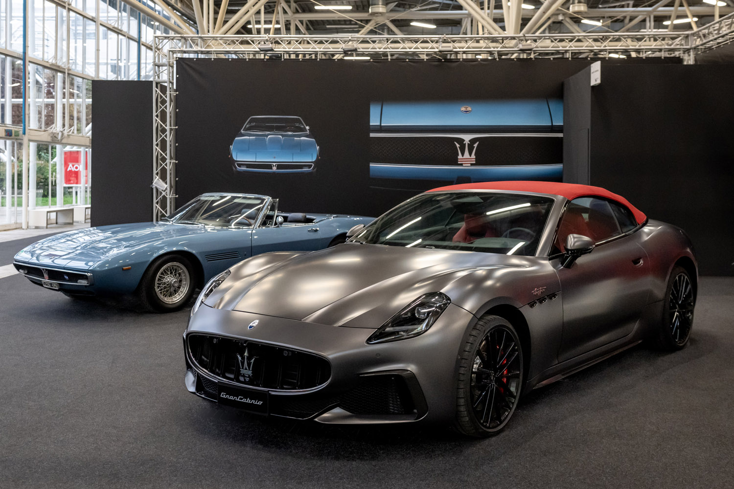 125ミリ　キプリスモルフォ　巨大　コロンビア産！ 125ミリ キプリスモルフォ 巨大 コロンビア産！